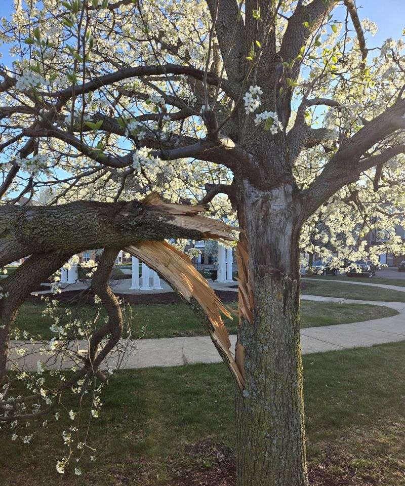 Bradford Pear Comes With Some Serious Drawbacks