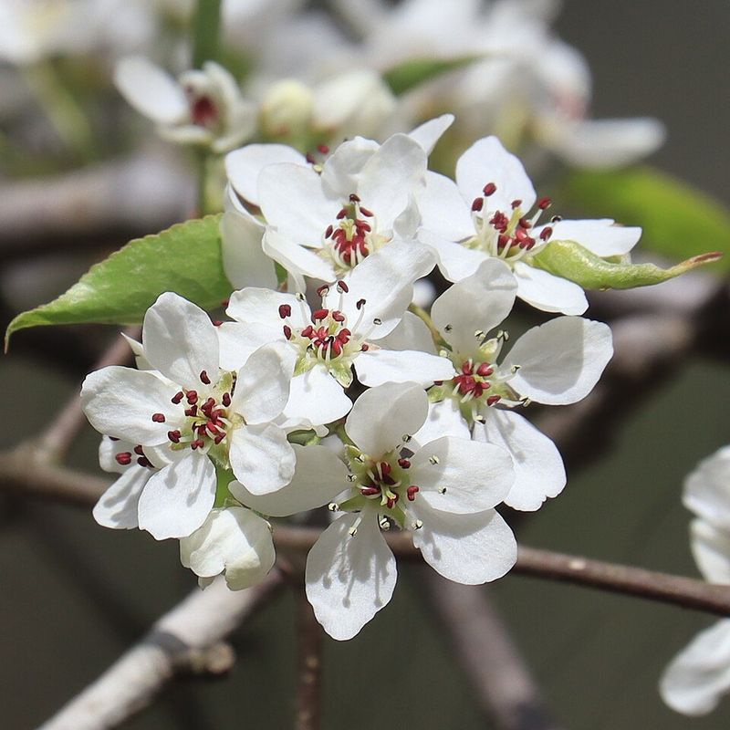 Bradford Pear Bradford Pear
