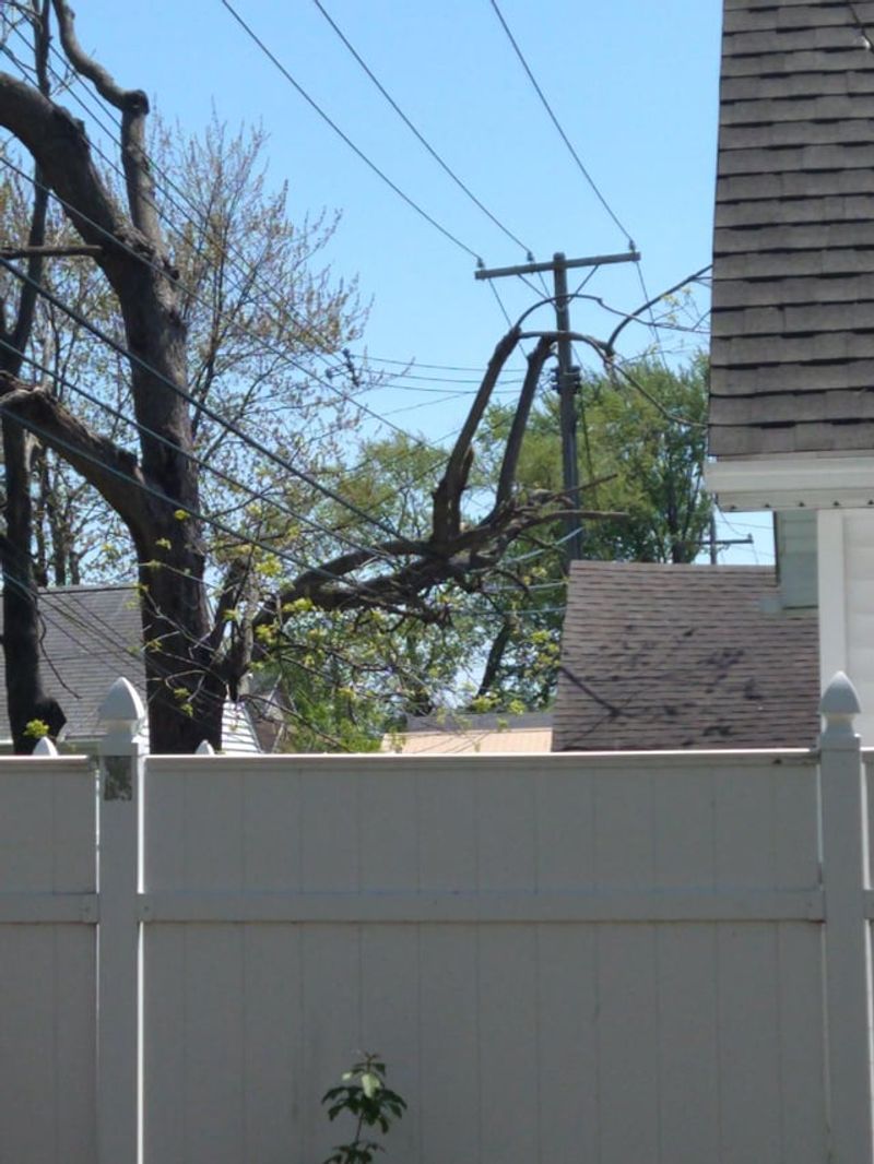 Branches Over The Roof, Driveway And Power Line