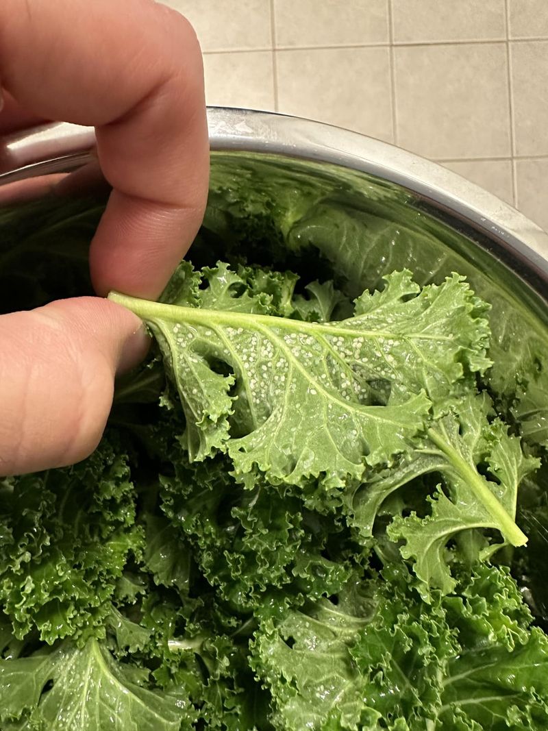 Brassicas Carry Whiteflies Into Fall
