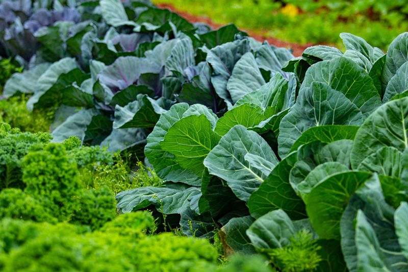 Brassicas