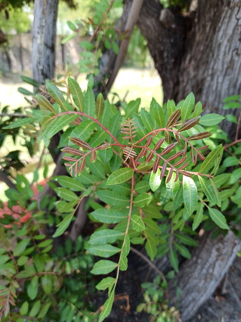 Brazilian Pepper Is Finally Losing Its Grip On Public Land Brazilian Pepper Is Finally Losing Its Grip On Public Land