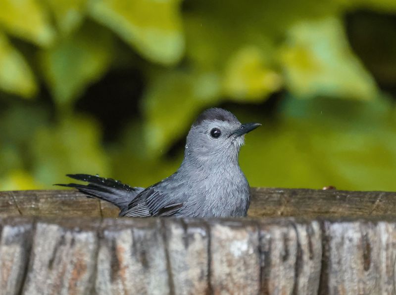 Breeding Season Ends, Prompting Relocation South Breeding Season Ends, Prompting Relocation South