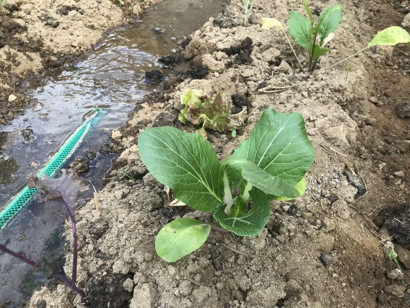 Brief Downpours May Not Soak Roots Enough