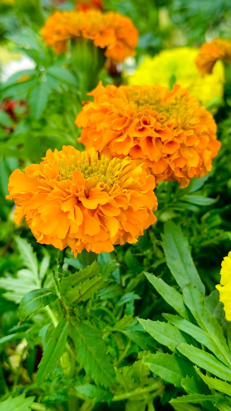 Bright Blooms Add Color All Summer Bright Blooms Add Color All Summer