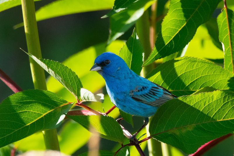 Bright Blue Songbird Signaling a Healthy Indiana Garden