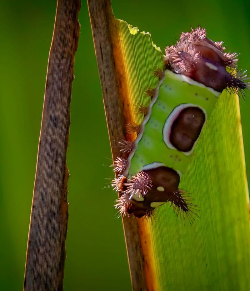 Bright Colors Make This Caterpillar Hard To Miss
