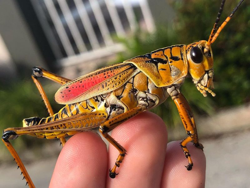 Bright Colors Warn Predators To Leave These Grasshoppers Alone