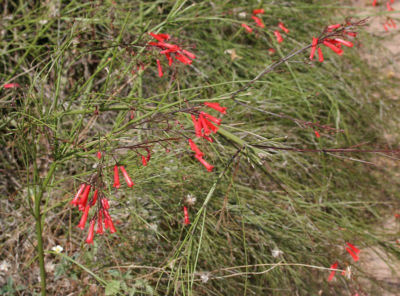 Bright Flowers Stand Out Along Garden Borders