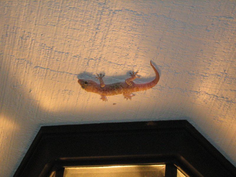 Bright Lights Can Create A Gecko Buffet