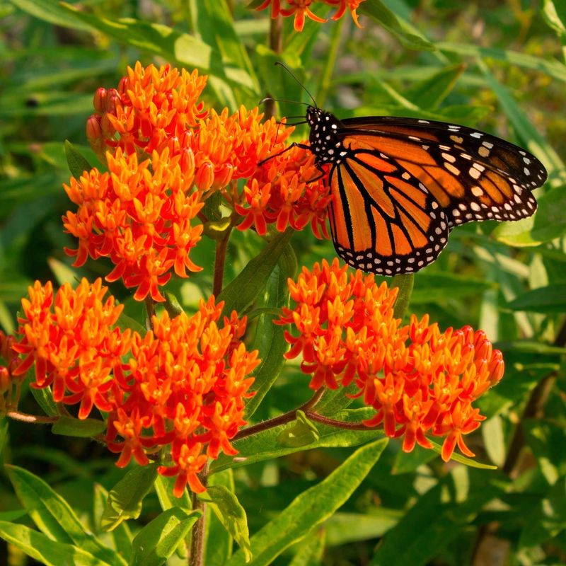Bright Orange Blooms Bring Monarch Support To Summer Gardens