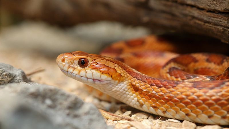 Bright Orange Color Does Not Mean Venom