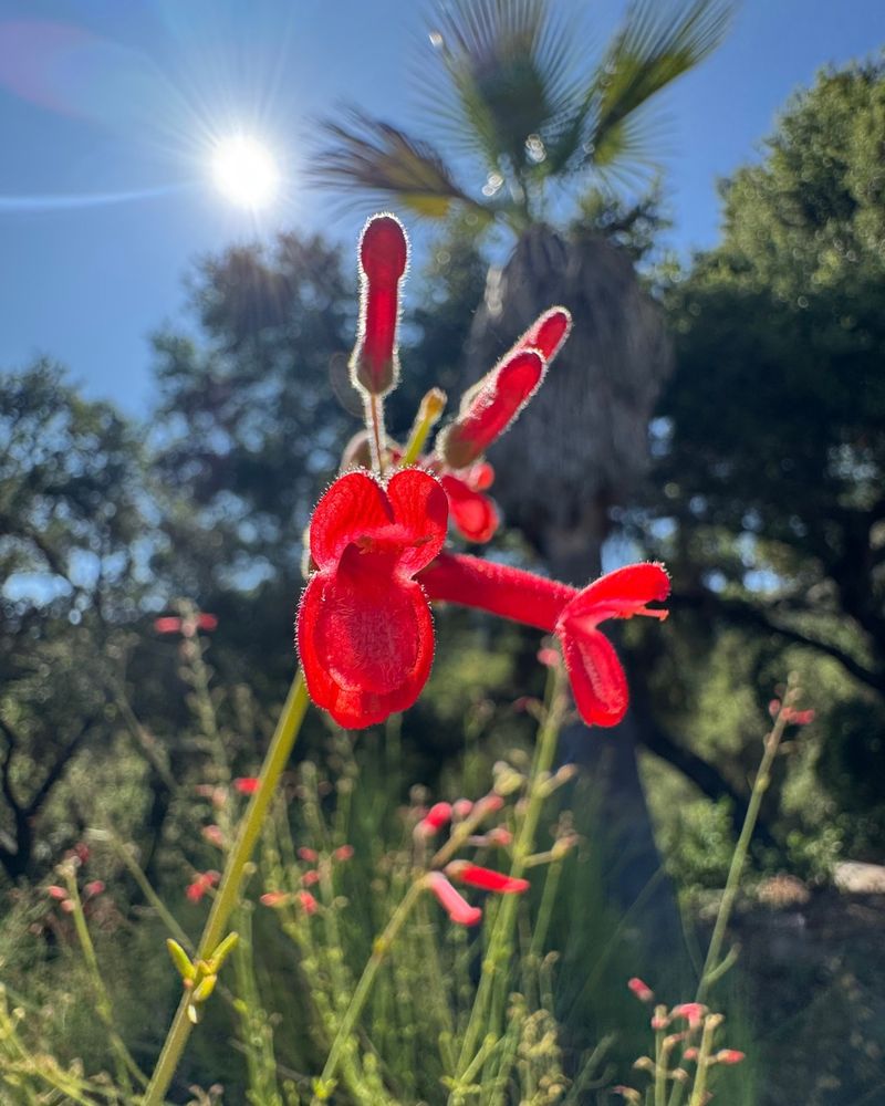 Bright Red Flowers Add Color Without Much Work Bright Red Flowers Add Color Without Much Work
