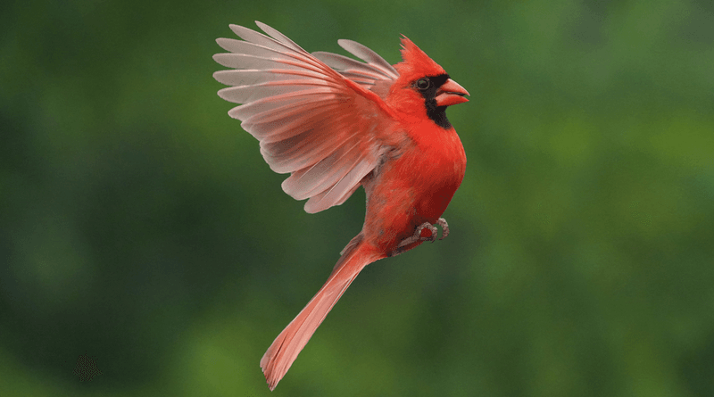 Bright Red Visitors Never Left For The Summer