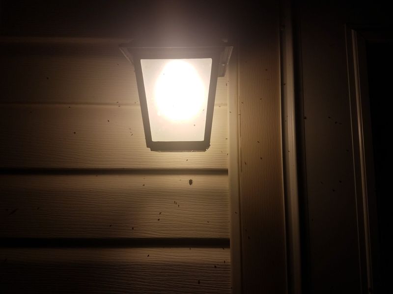 Bright White Bulbs Attract More Nighttime Insects Bright White Bulbs Attract More Nighttime Insects