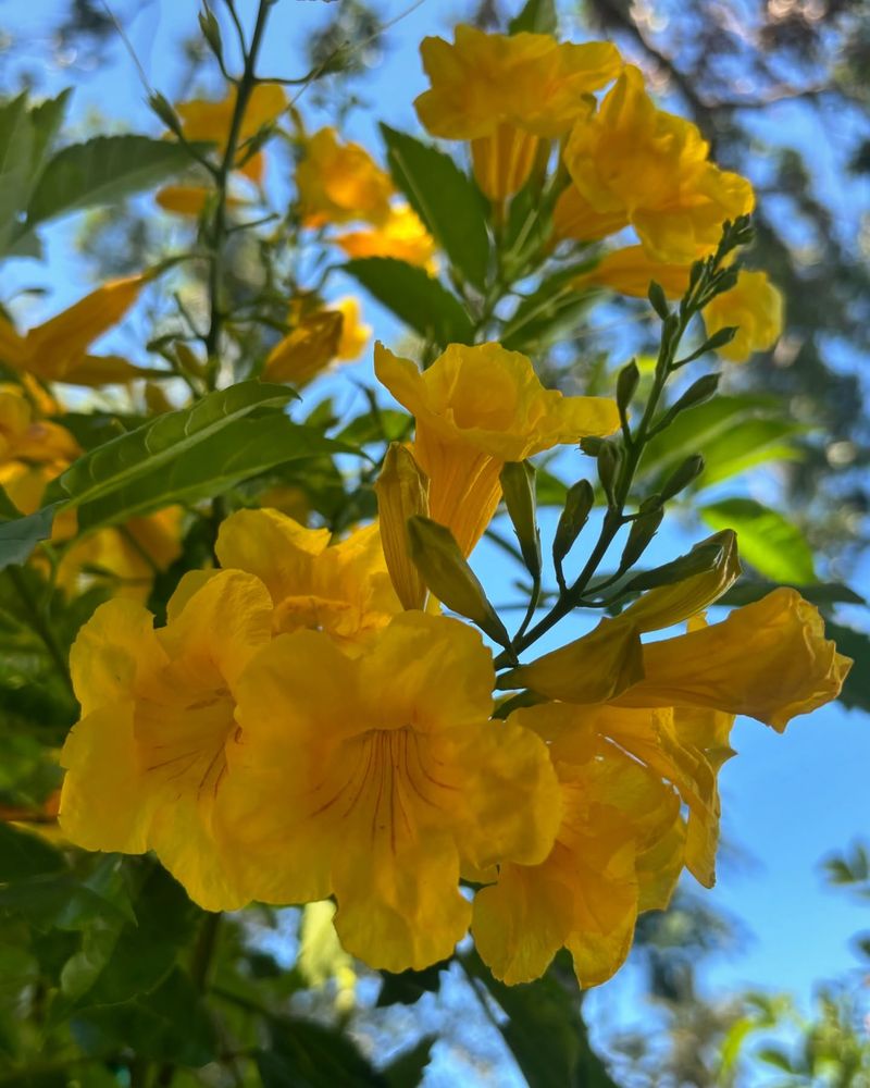 Bright Yellow Blooms Making Entrances Feel Happier