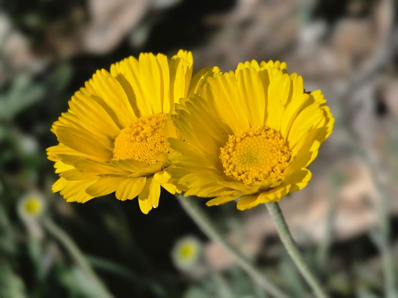 Bright Yellow Flowers Add Color For Months Bright Yellow Flowers Add Color For Months