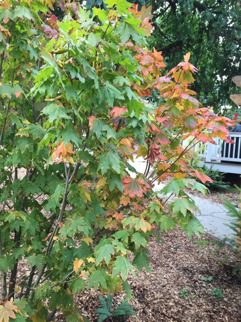 Brighten Fall With Red And Orange Leaves