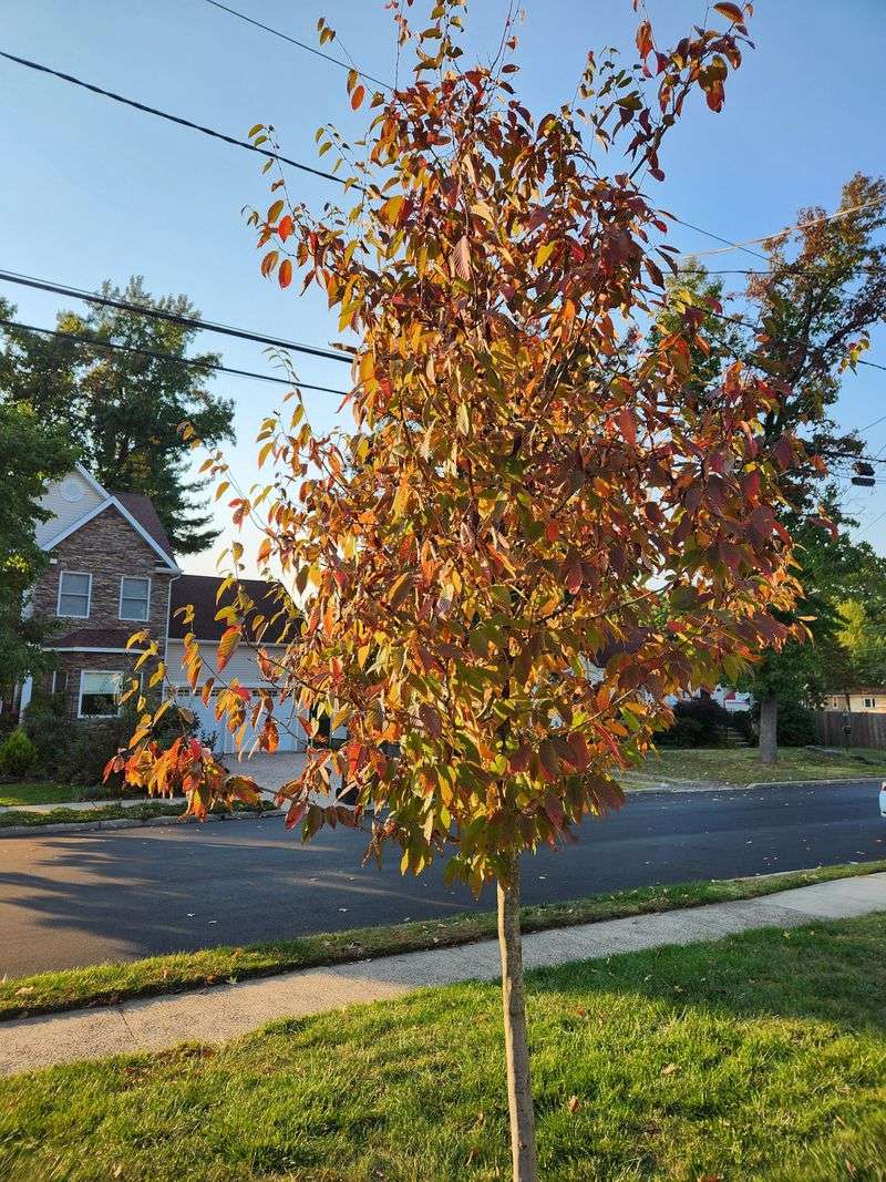 Brilliant Fall Color In A Small Package