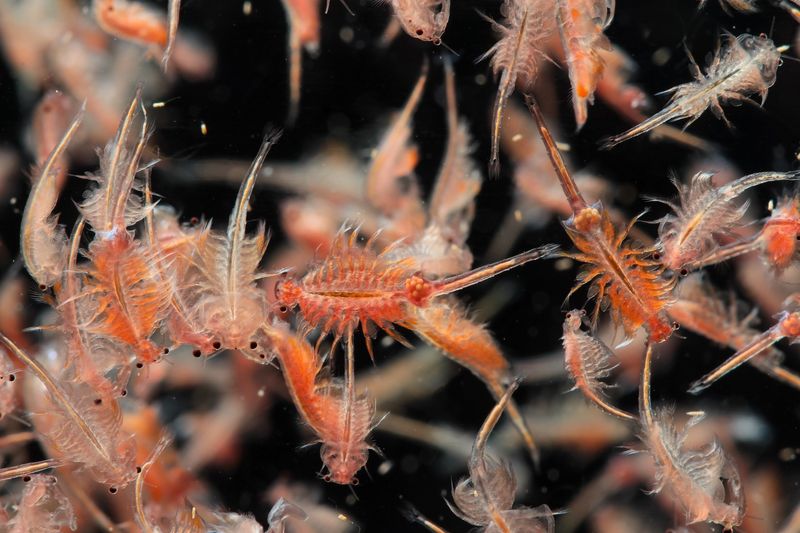 Brine Shrimp And Brine Flies Fuel The Entire Stopover Brine Shrimp And Brine Flies Fuel The Entire Stopover