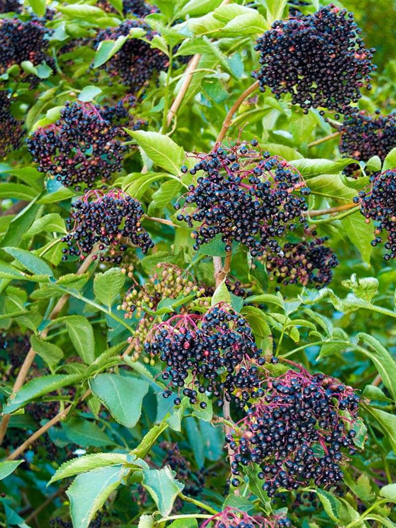 Bring Birds In With Summer Berries