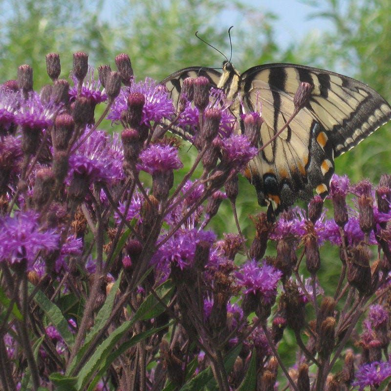 Bring In Monarchs And Swallowtails Bring In Monarchs And Swallowtails
