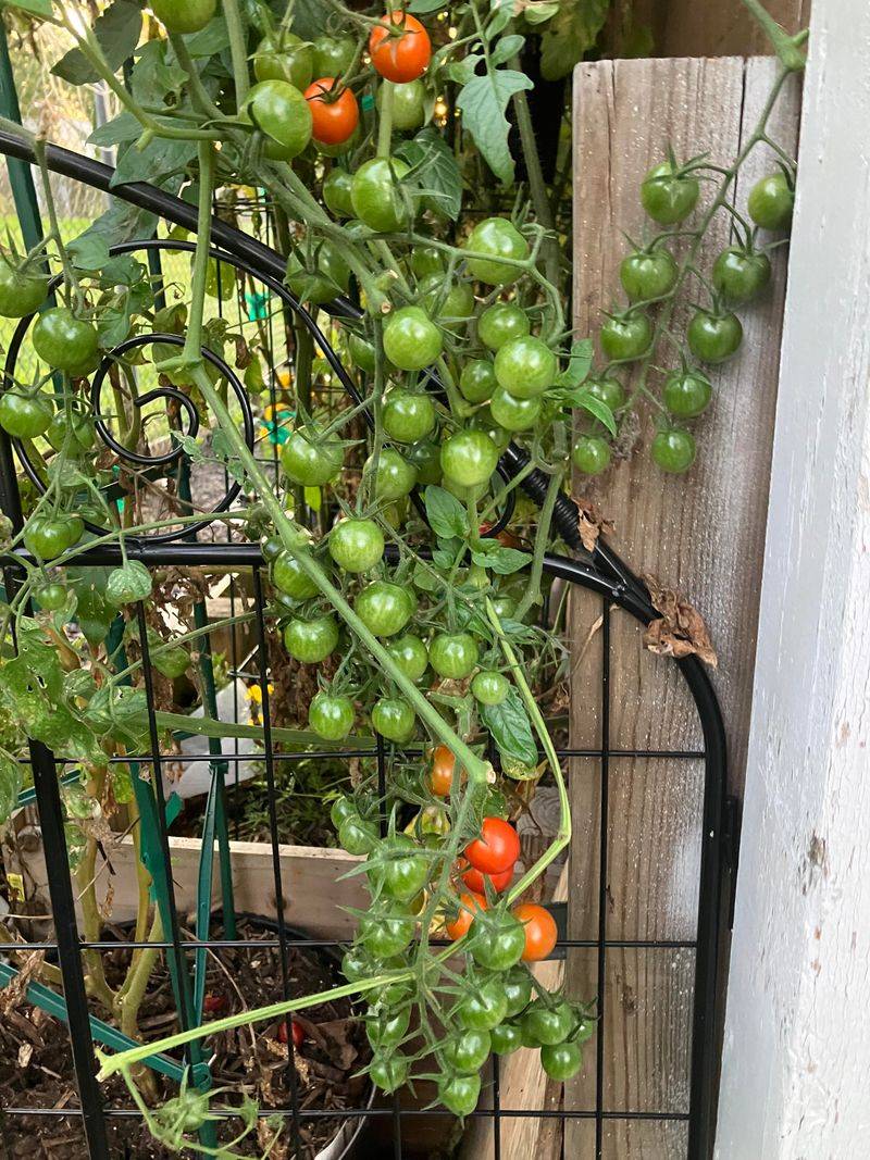 Bring Nearly Ripe Fruit Indoors To Finish