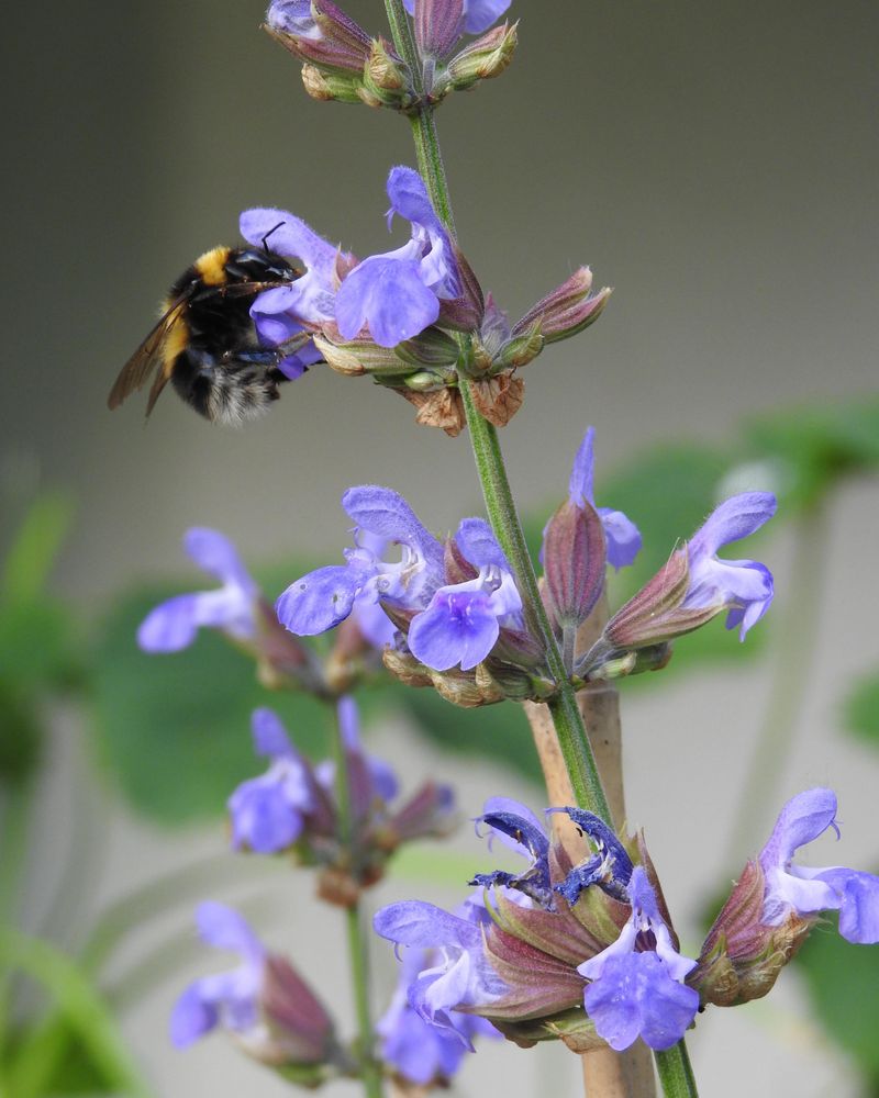 Bring Sage Into The Pest Smart Planting Mix Bring Sage Into The Pest Smart Planting Mix