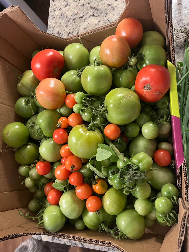 Bring Sound Tomatoes Indoors Before Frost