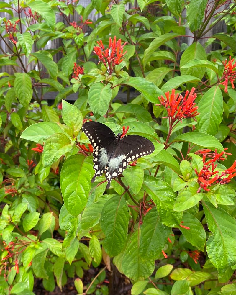 Bring Summer Color With Firebush