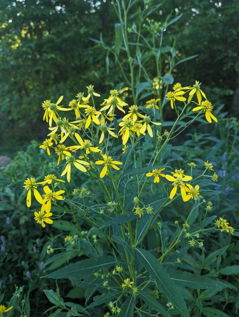 Bring Wingstem Into The Back Border