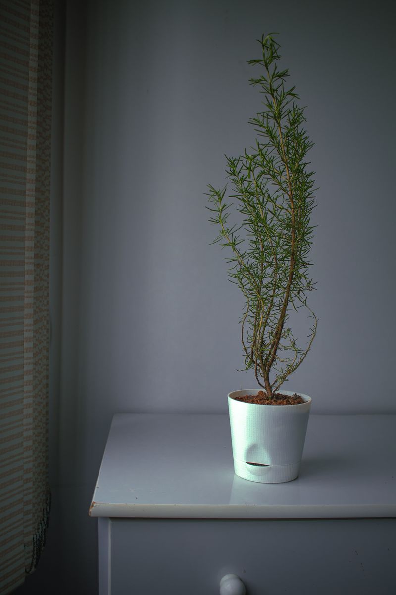 Bringing Rosemary Indoors Before The First Frost