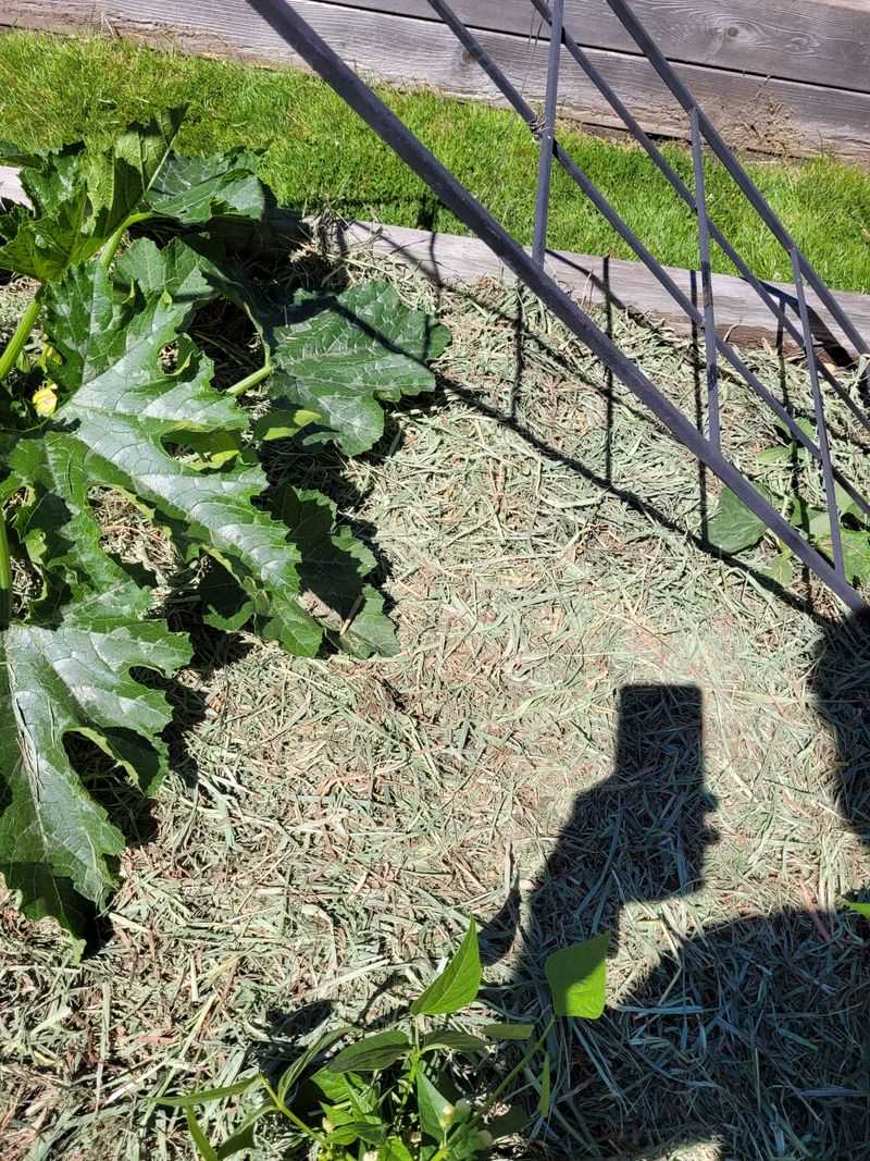 Bringing This Habit Into Your Own Yard