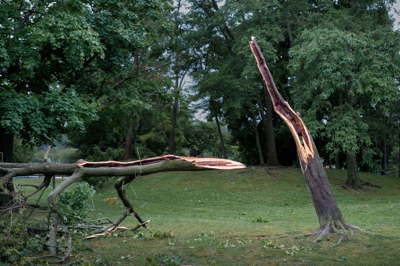 Brittle Branches Split Apart Easily
