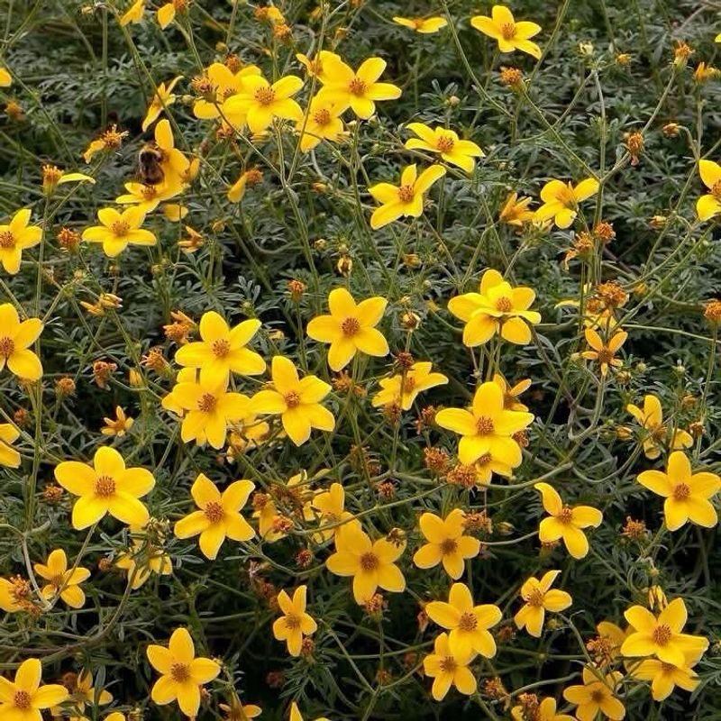 Brittlebush Brightens Hot Front Yards Without Heavy Watering