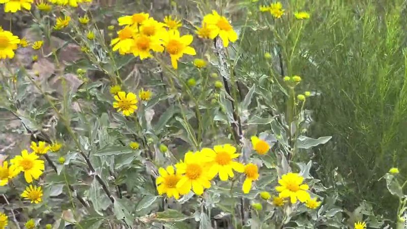 Brittlebush Thrives In Bright, Dry Garden Spots Brittlebush Thrives In Bright, Dry Garden Spots