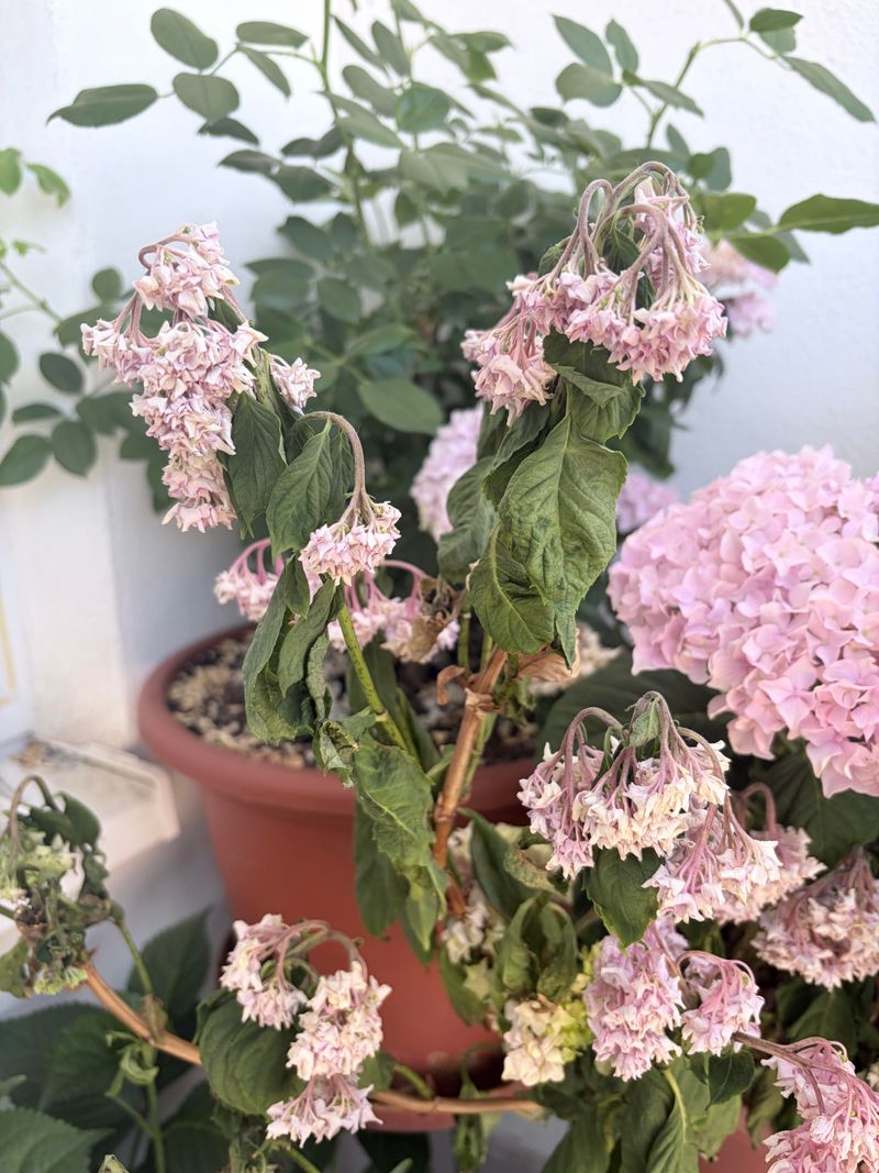 Broad Leaves Move Water Faster Than Roots Can Replace It