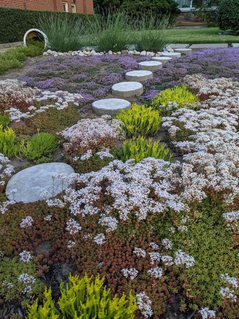Broadleaf Stonecrop Handles Hot Paver Edges