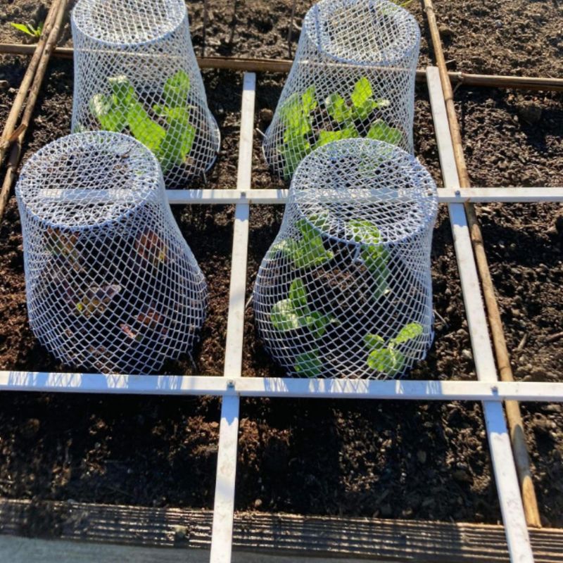 Broccoli And Cabbage Transplants Are Stripped In Their First Weeks