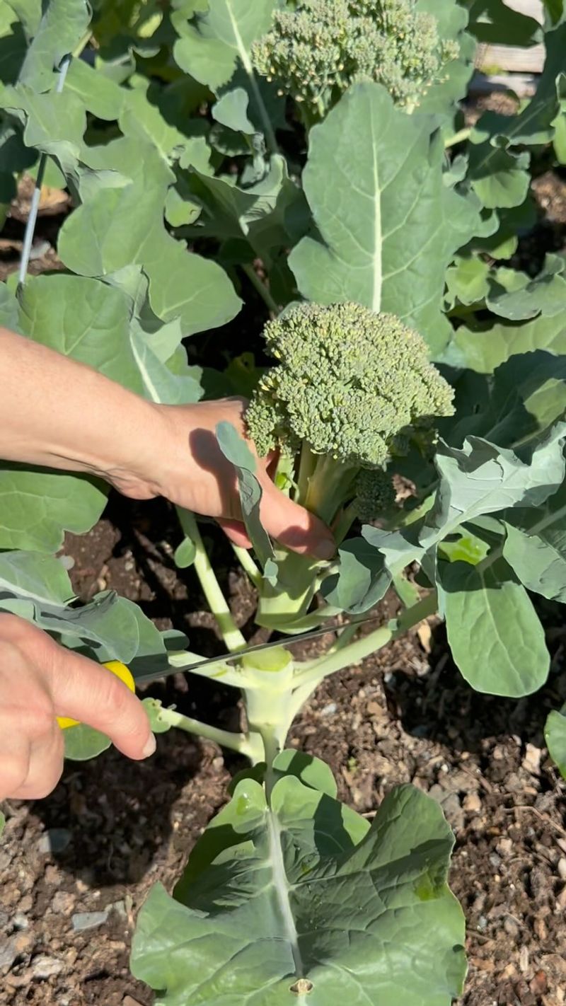 Broccoli Benefits From Staggered Plantings Broccoli Benefits From Staggered Plantings