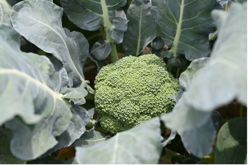 Broccoli Can Get A Head Start On Cooler Fall Weather