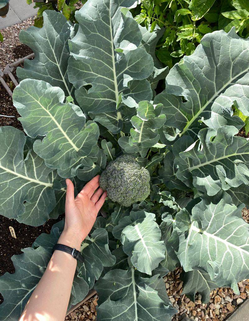 Broccoli Has Time To Develop Before Fall Arrives Broccoli Has Time To Develop Before Fall Arrives