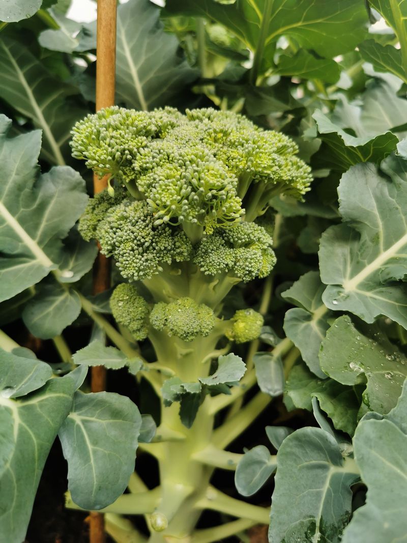 Broccoli Heads Form Best In Cool Weather Broccoli Heads Form Best In Cool Weather
