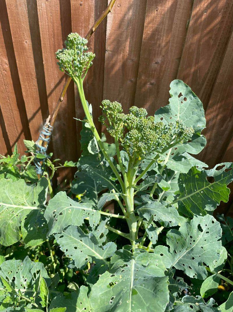 Broccoli Heads Open Early In Heat