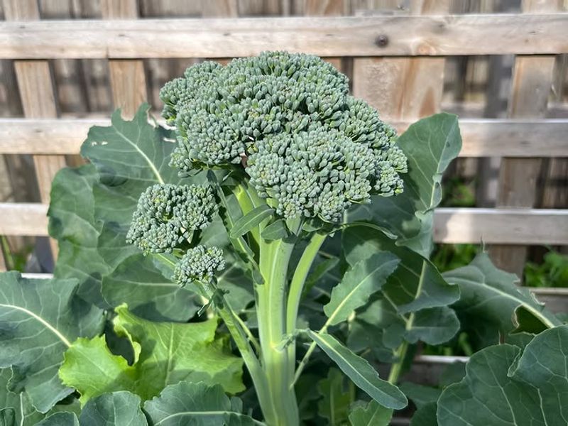 Broccoli Is Ready For Late Summer Sowing Broccoli Is Ready For Late Summer Sowing