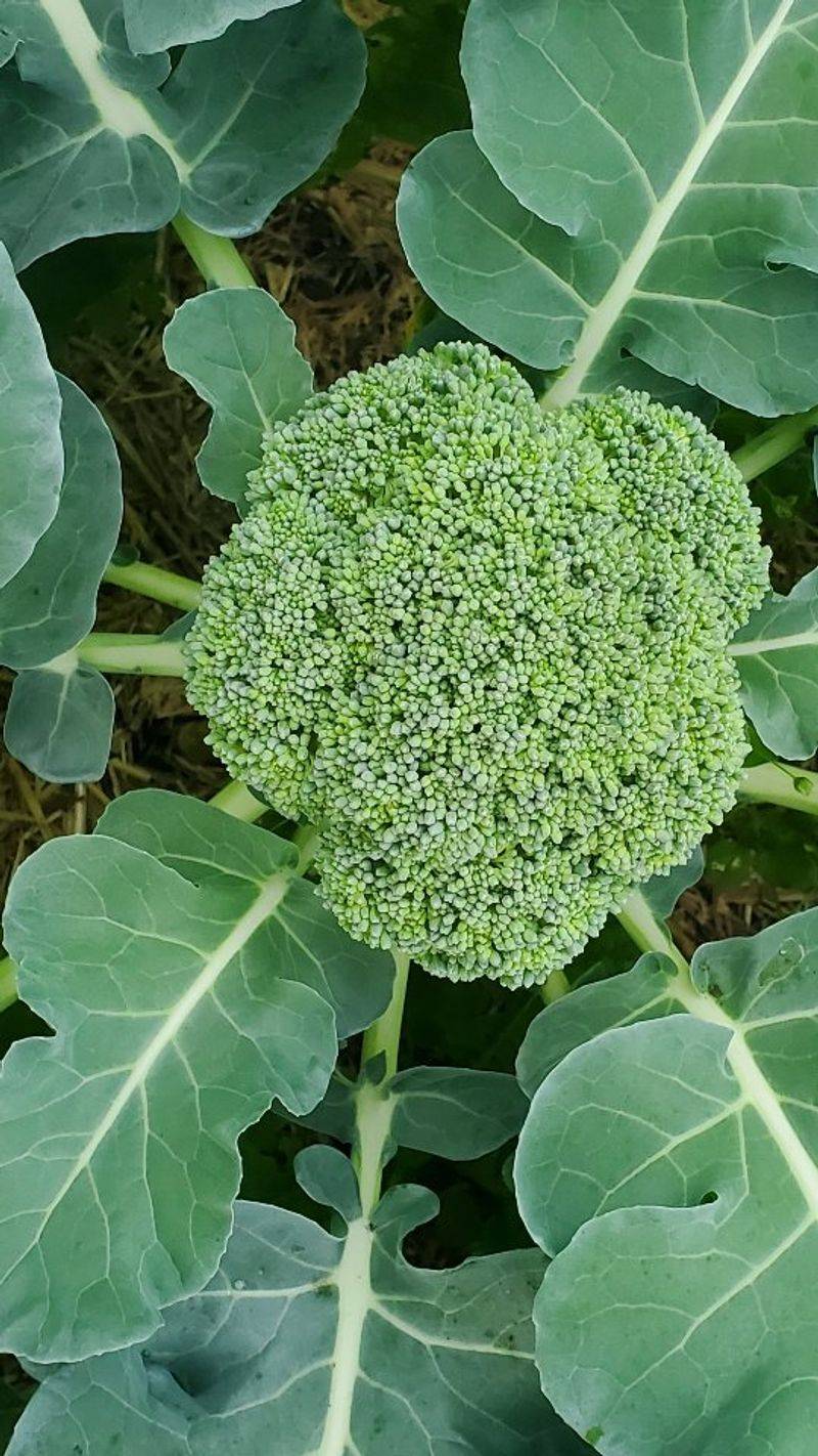 Broccoli Needs The Head Start Broccoli Needs The Head Start