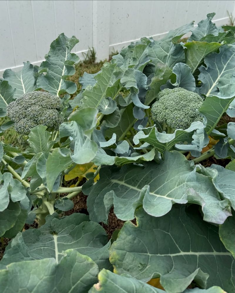 Broccoli Seeds Start Now For Planting Out Next Month
