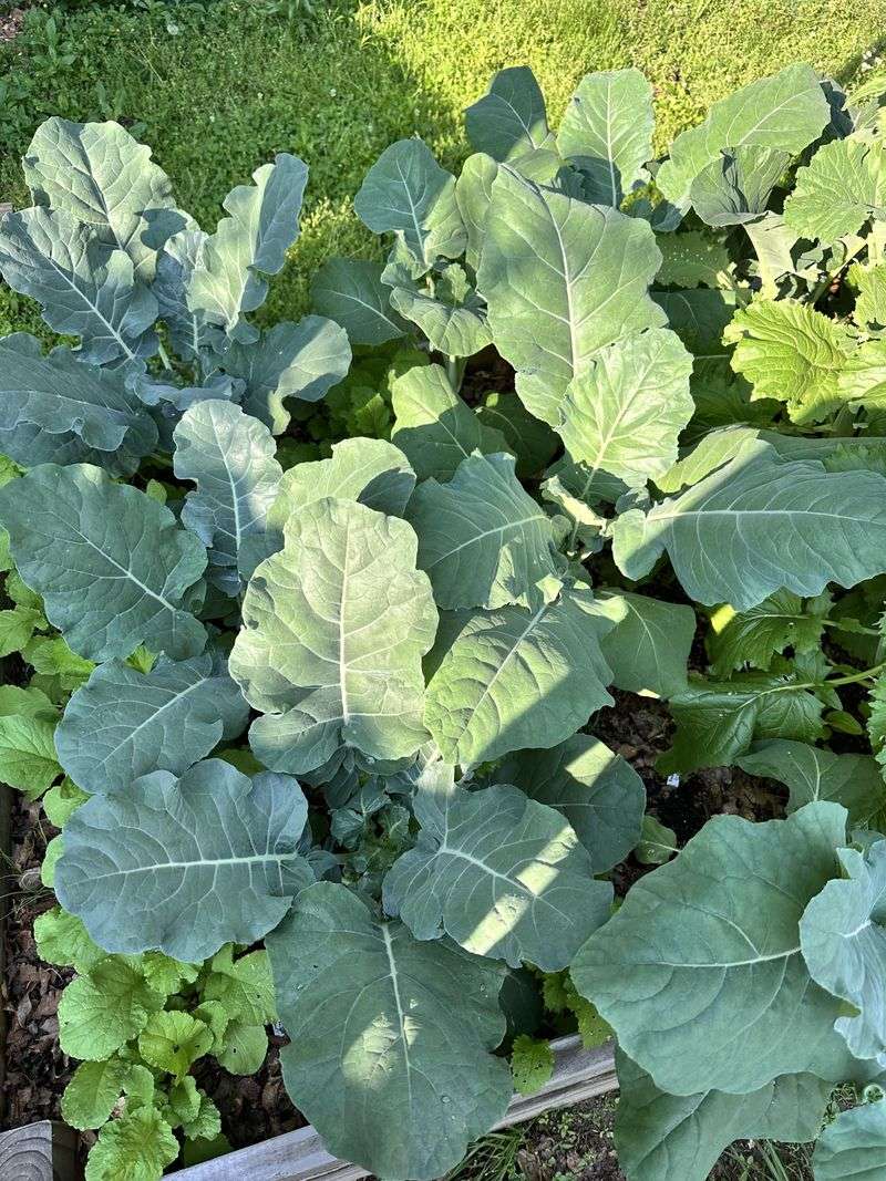 Broccoli Transplants Building Roots Before Fall Broccoli Transplants Building Roots Before Fall