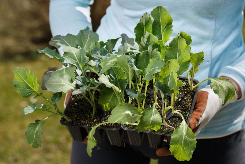 Broccoli Transplants Set Up An Autumn Harvest Broccoli Transplants Set Up An Autumn Harvest