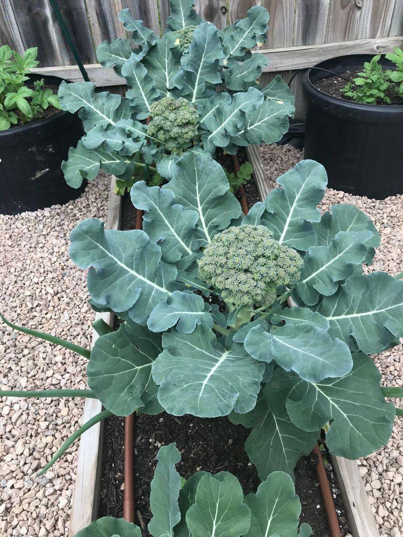 Broccoli Transplants Still Have Time To Settle In
